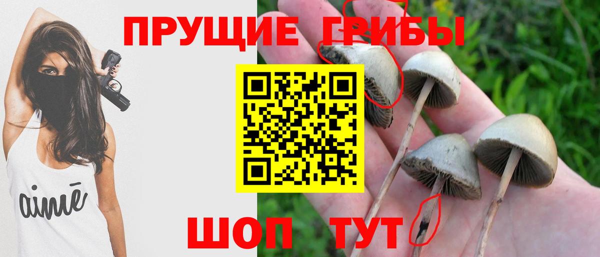 Псилоцибиновые грибы Cubensis Сокол